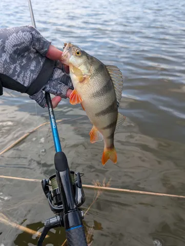 Blue Bird BB2 + Sharp Jig