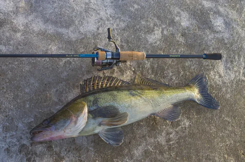 07.04.2026 FAVORITE Blue Bird Sharp Jig 3