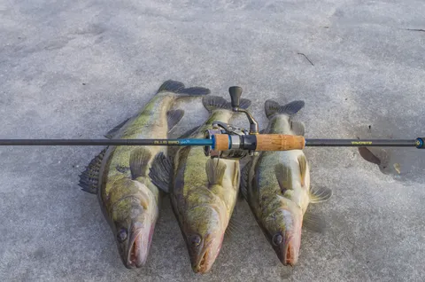 07.04.2026 FAVORITE Blue Bird Sharp Jig 4