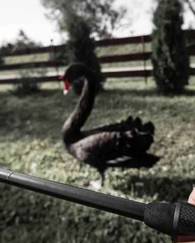 favorite_blackswan_20.09.21_-17 (1)