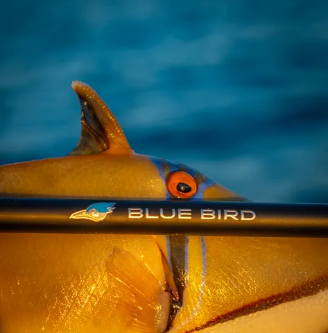 bluebird3