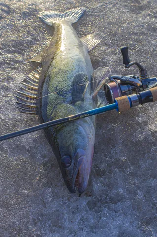 07_04_2026_FAVORITE_Blue_Bird_Sharp_Jig_+_SHIMANO_Twin_Power_FE